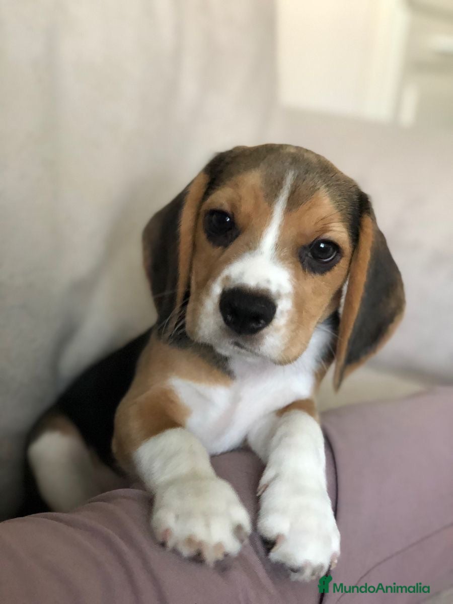 Beagle perros Camada de Beagle disponible para visitas 🐾🐶 - Anuncio 1