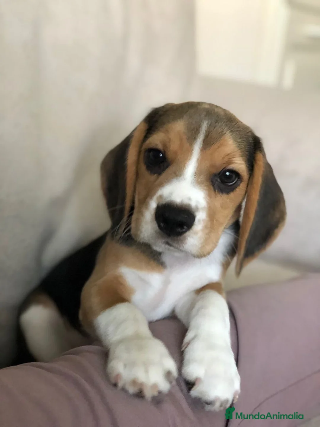 Beagle perros en venta: Camada de Beagle disponible para visitas 🐾🐶 - Anuncio 1
