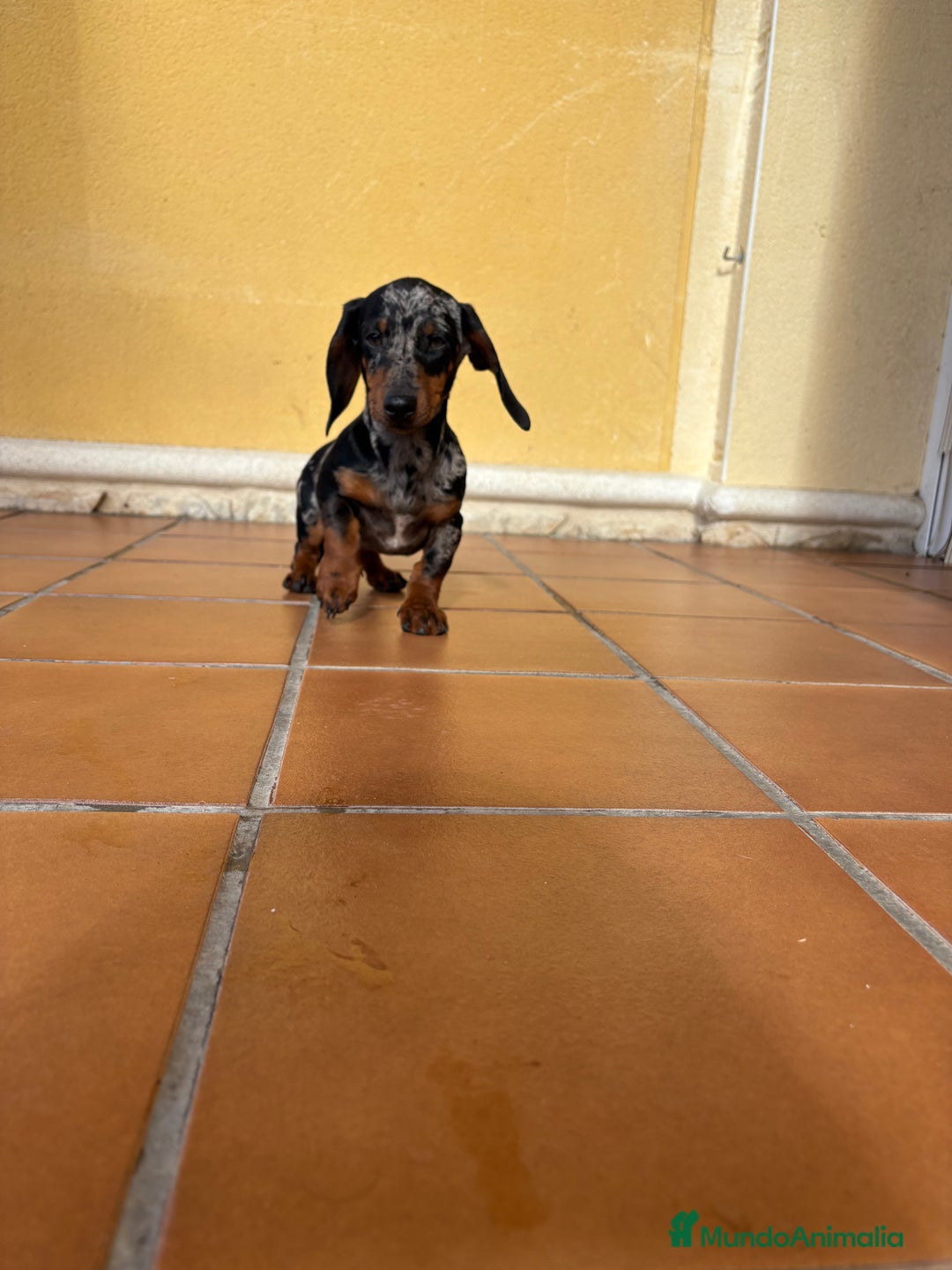 Teckel Miniatura perros en venta: Teckel miniatura macho arlequín Merle plata  - Anuncio 13