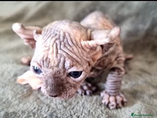 Sphynx gatos Increible ELFA en Madrid - Anuncio 6