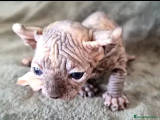 Sphynx gatos Increible ELFA en Madrid - Anuncio 18