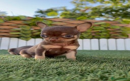 Chihuahua perros en venta: CHIHUAHUA MACHO - Imagen 9