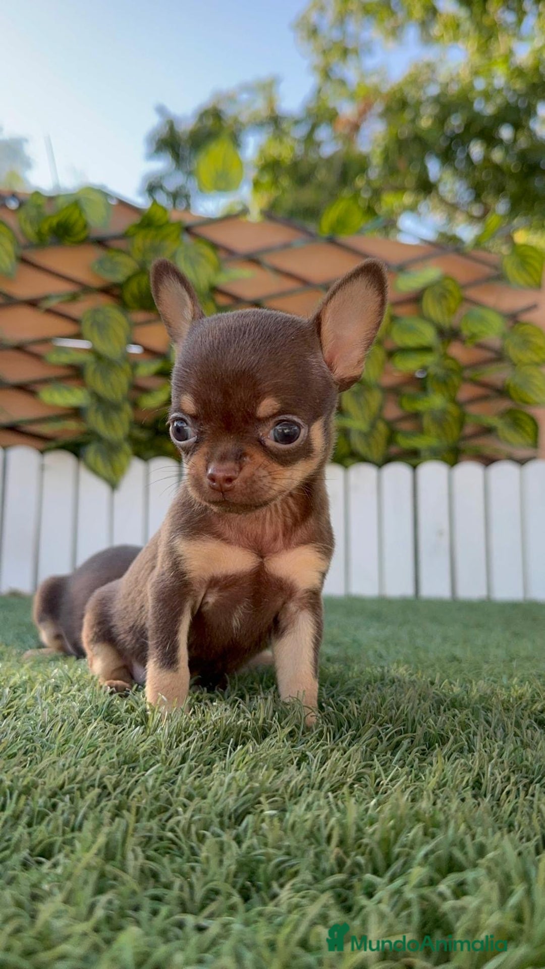 Chihuahua perros en venta: CHIHUAHUA MACHO - Imagen 9