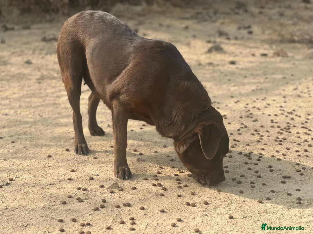 Labrador Retriever perros en venta: Labrador Retriever  - Anuncio 2