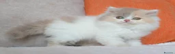 Británico de Pelo Largo gatos en venta: Gatita British Longhair🌸 - Anuncio 11