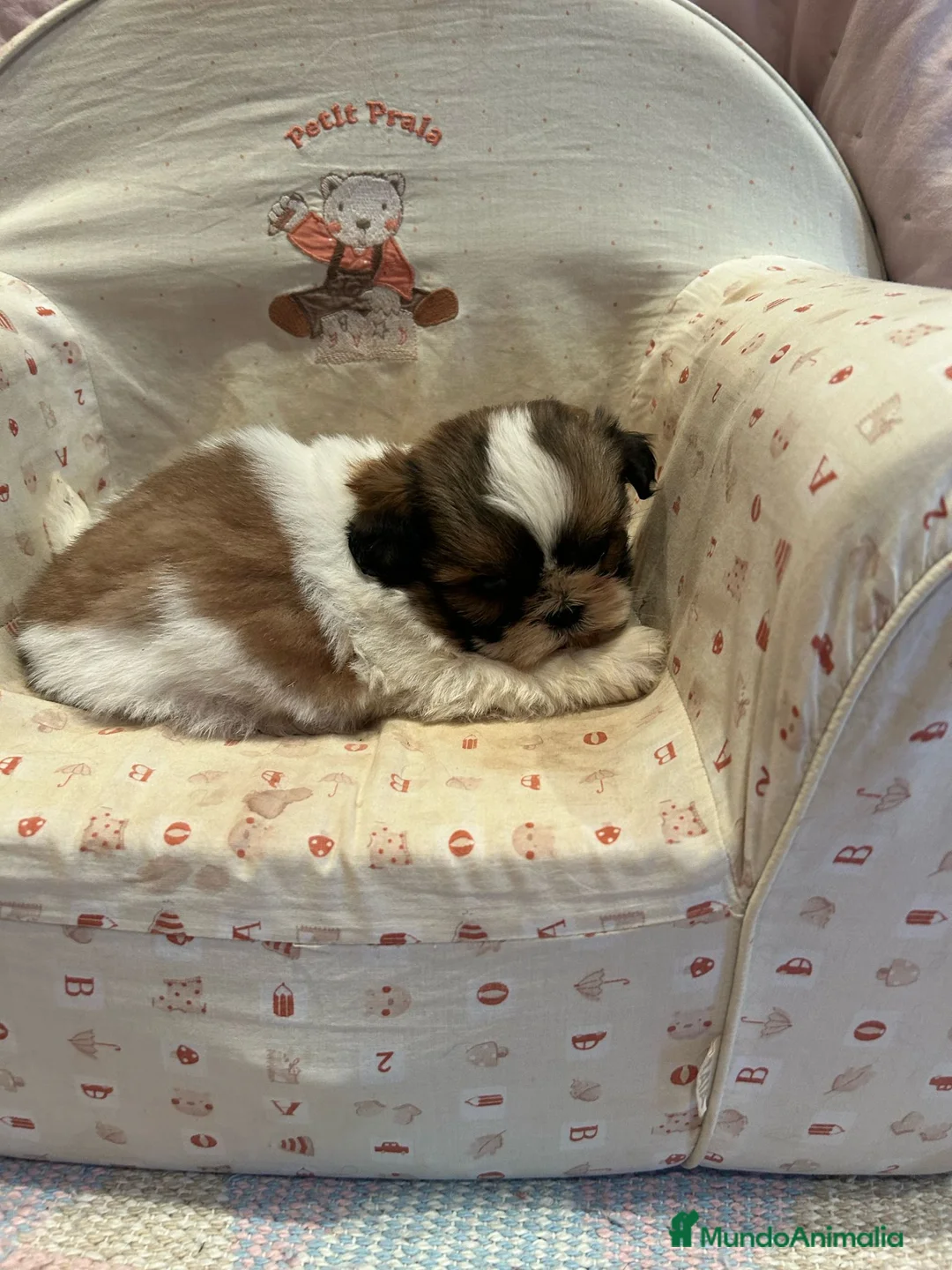 Shih Tzu perros en venta: CACHORROS DE SHIH TZU - Anuncio 4