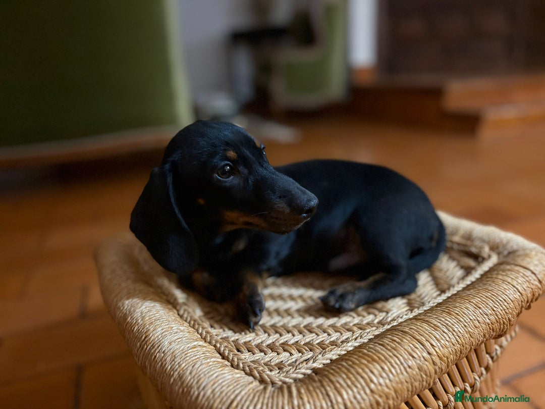 Teckel Miniatura perros en venta: Teckel mini - Anuncio 4