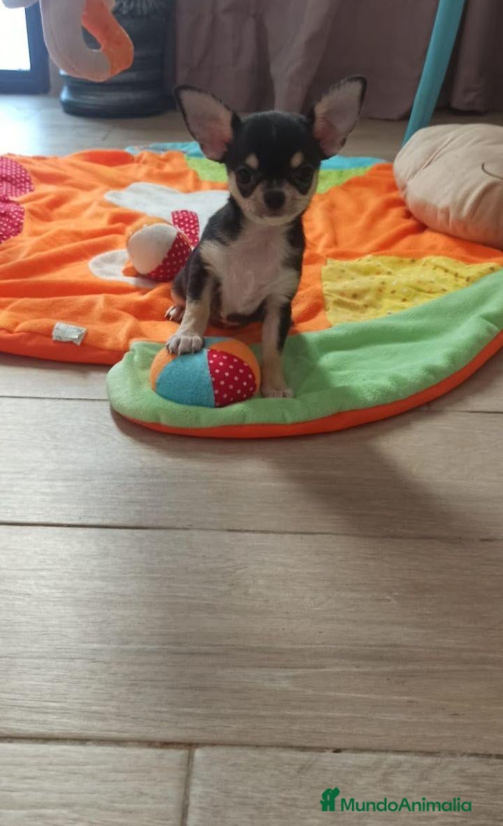 Chihuahua perros en venta: Cachorros de chihuahuas  - Anuncio 1