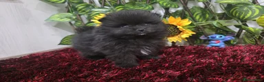 Pomerania 1