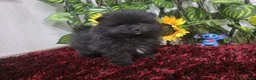 Pomerania perros en venta: Pomerania - Anuncio 2