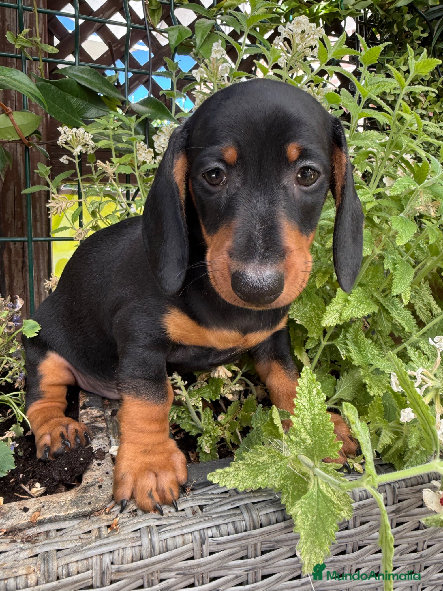 Teckel Miniatura perros Hembra miniatura  - Anuncio 2