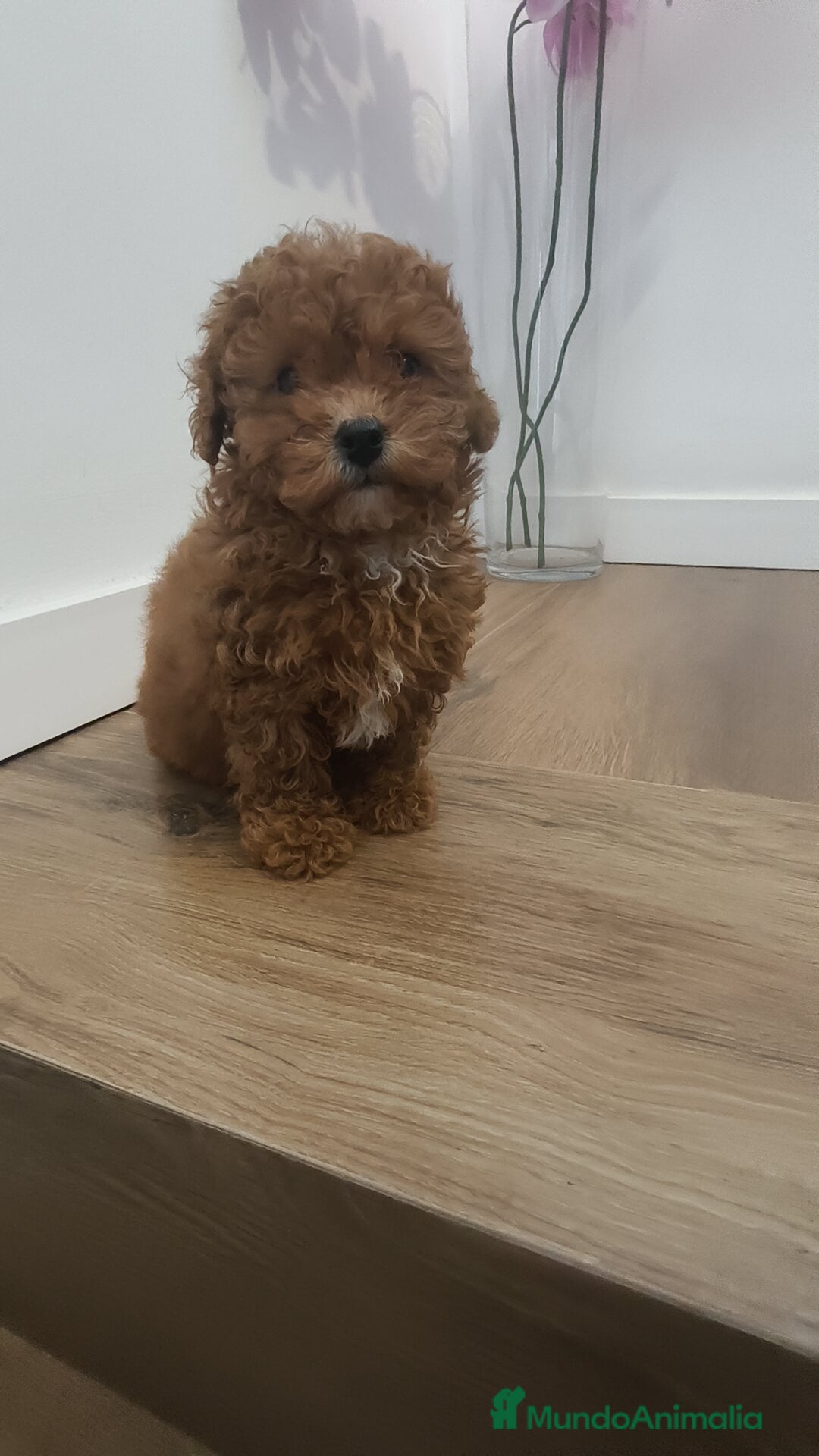 Caniche Toy perros en venta: Caniche Toy roja  - Anuncio 3