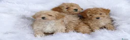 Caniche Toy perros en venta: Caniche Toy disponible - Anuncio 3