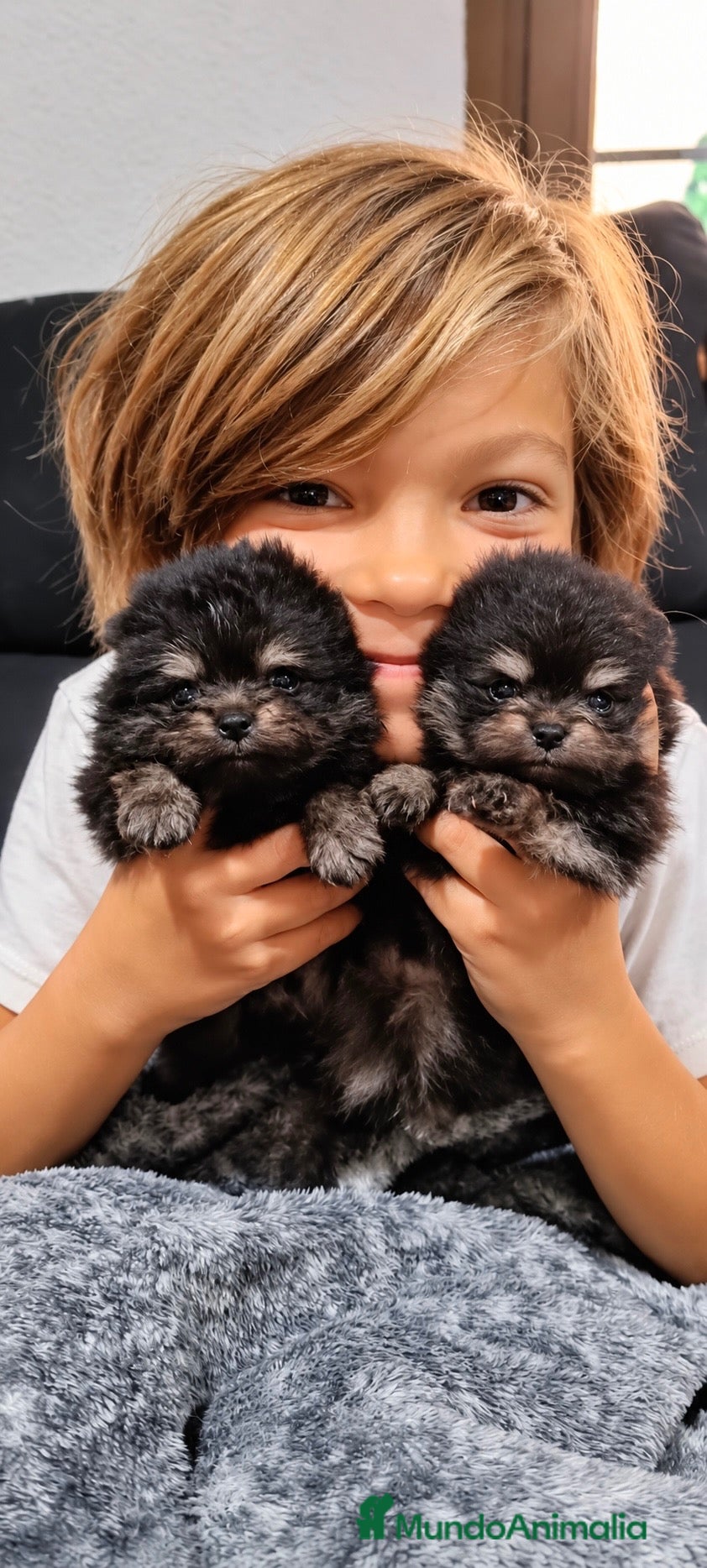 Pomerania perros Precioso macho Pomerania toy Black and Tan  - Anuncio 2