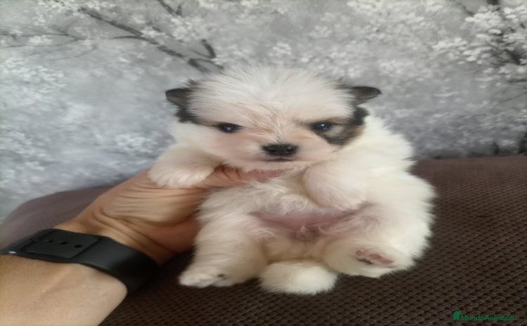 Pomerania perros - Anuncio 5