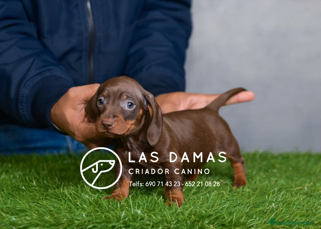 Teckel perros en venta: TECKEL DISPONIBLES - Anuncio 1