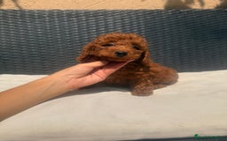 Caniche Toy perros en venta: Caniche toy - Imagen 3