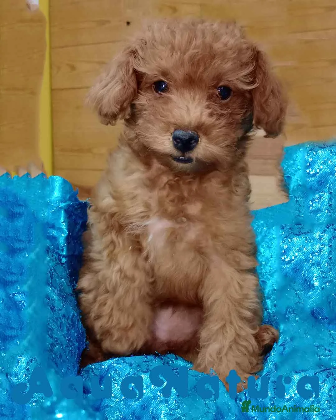 Caniche Toy perros en venta: Caniche Hembra de Bella y Can 6077 AQUANATURA en Barcelona - Anuncio 4