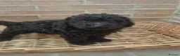 Caniche Toy perros en venta: Caniche chocolate - Anuncio 1