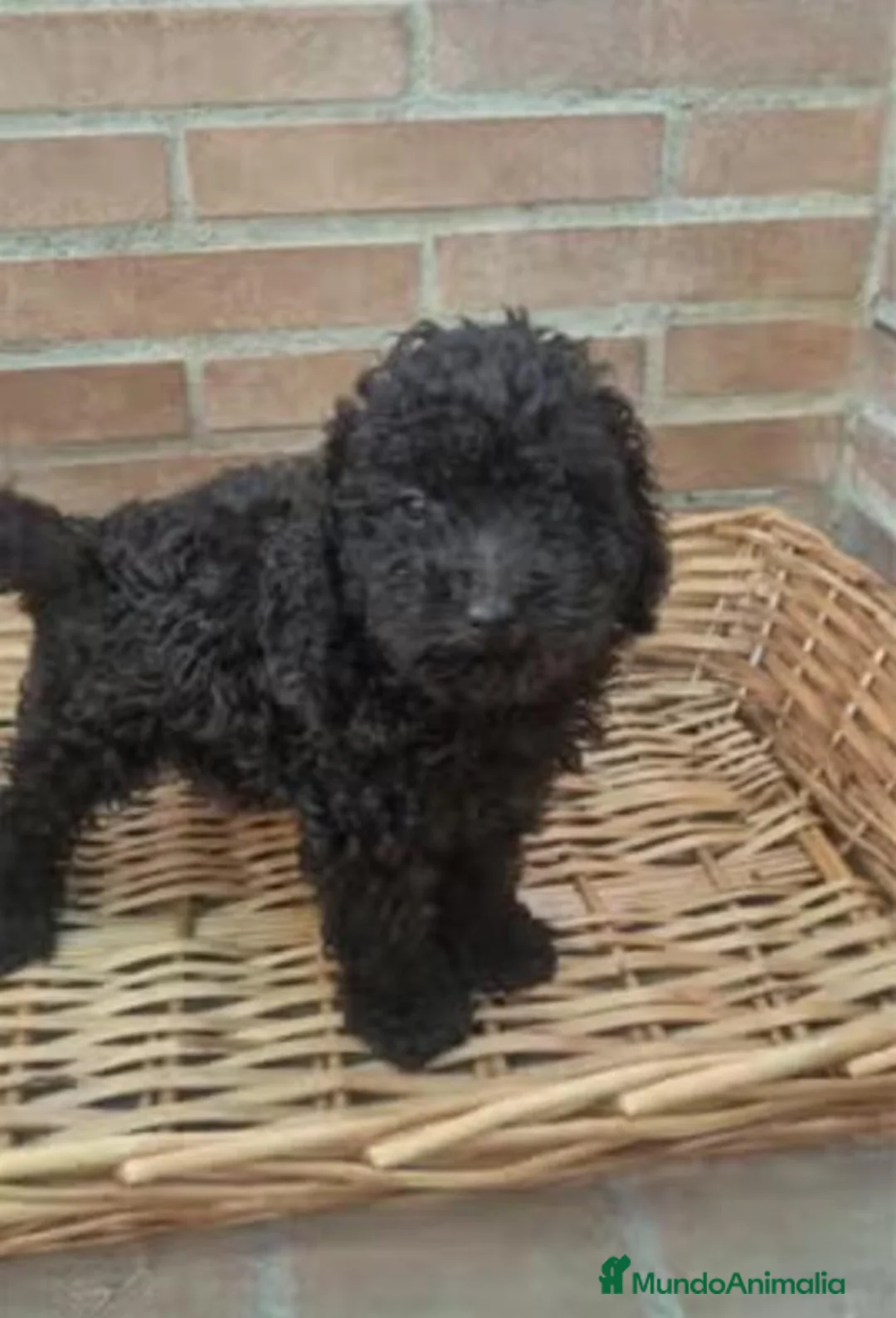 Caniche Toy perros en venta: Caniche chocolate - Anuncio 1
