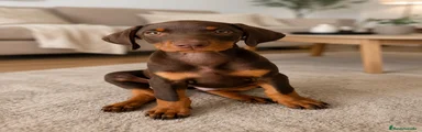 Dobermann nena