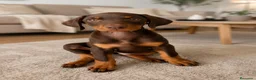 Dobermann perros en venta: Cachorros dobermann muy equilibrados - Anuncio 3