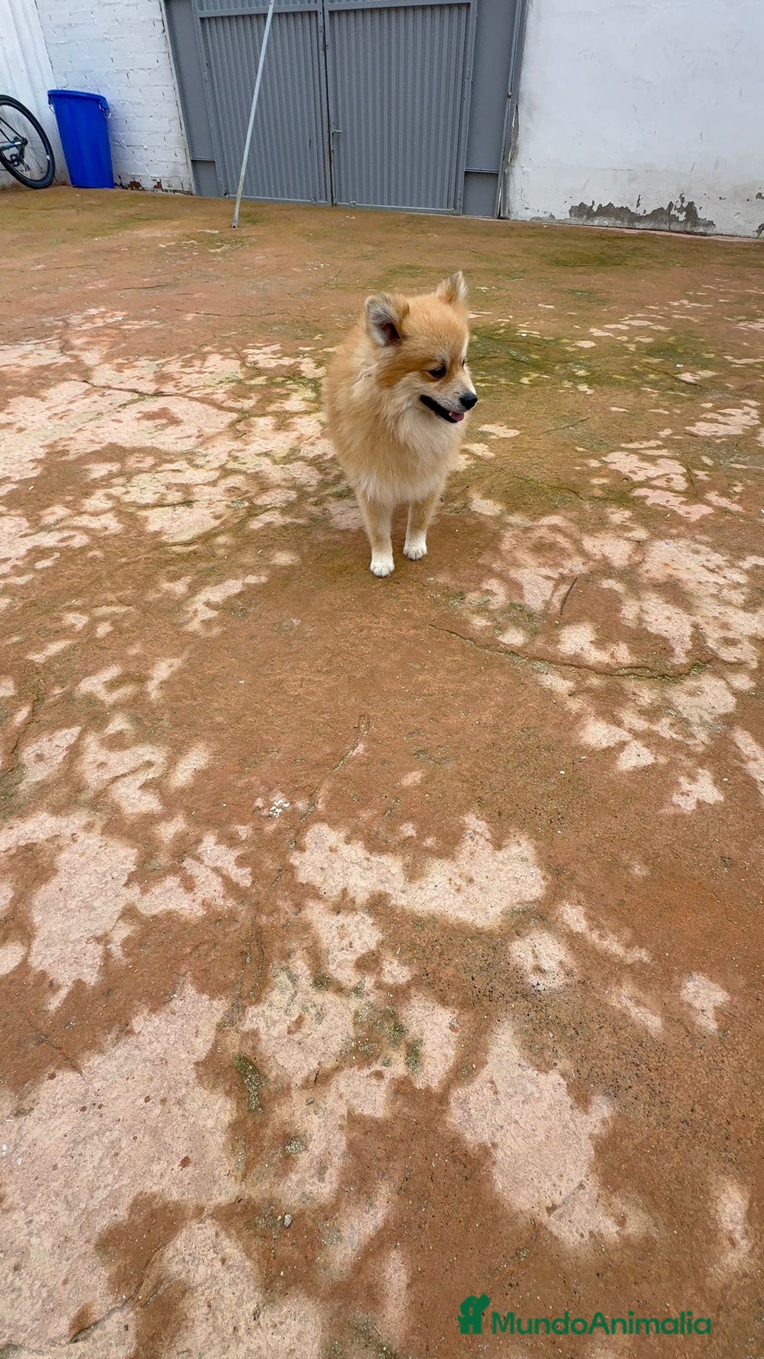 Pomerania perros en venta: Último pomerania  - Anuncio 3
