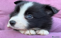 Border Collie perros en venta: Exclusivos Border Collie - Imagen 10