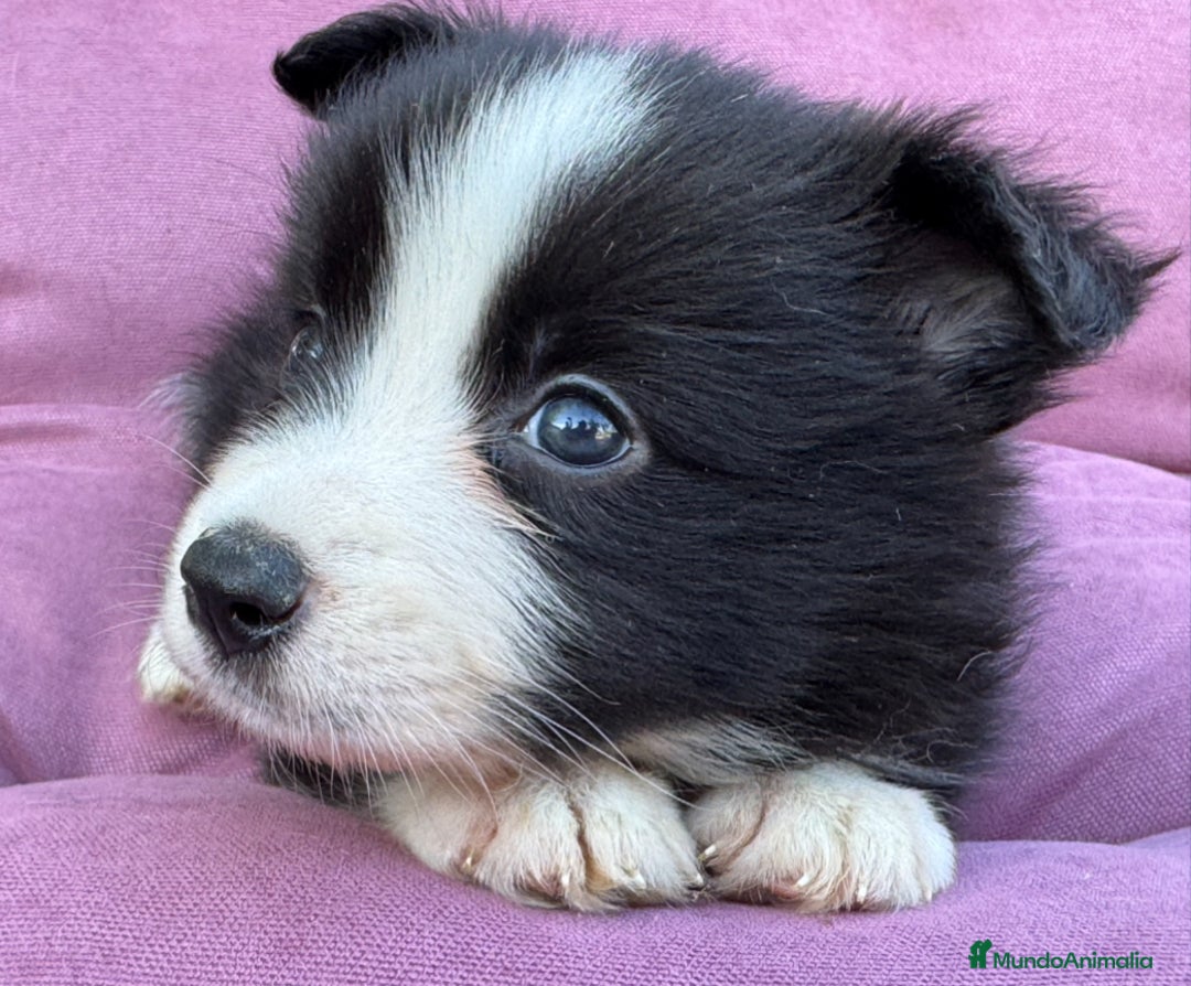 Border Collie perros en venta: Exclusivos Border Collie - Imagen 10