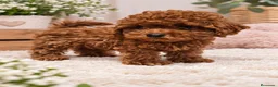 Caniche Toy perros en venta: Caniche toy, cria familiar - Anuncio 2