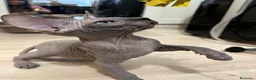 Sphynx gatos en venta: Sphynx - Anuncio 2