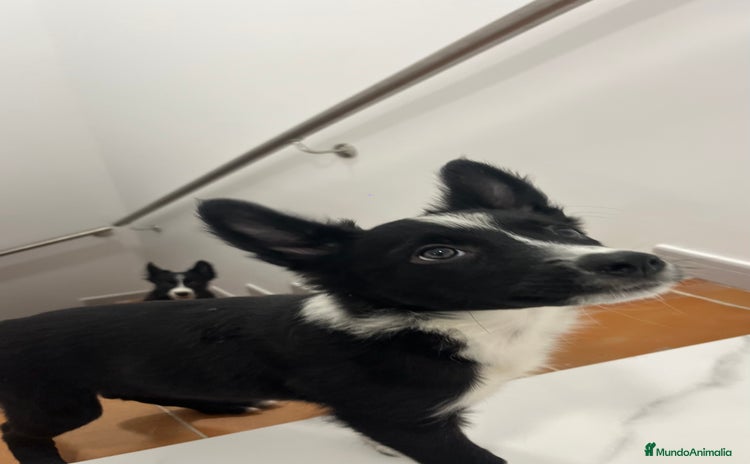 Border Collie perros - Anuncio 4
