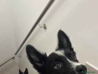 Border Collie perros - Anuncio 1