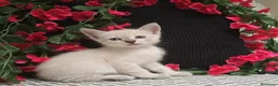Siamés gatos en venta: Siamés  - Anuncio 2