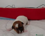 Jack Russell Terrier Cachorro 1