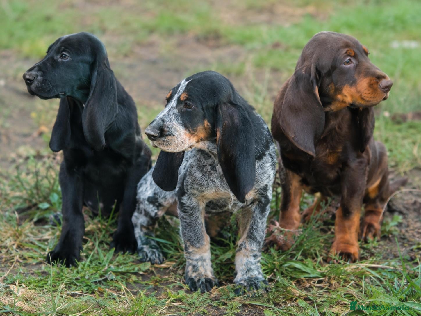 Gran Azul de Gascuña perros Cachorros de Gran Azul de Gascuña - Anuncio 1