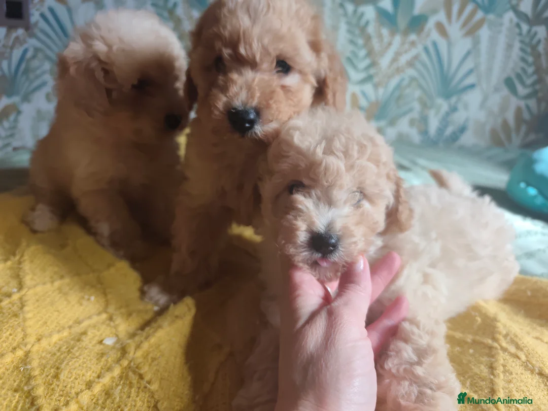 Caniche Toy perros en venta: Cachorros caniche machos 💛💛💛 - Anuncio 10