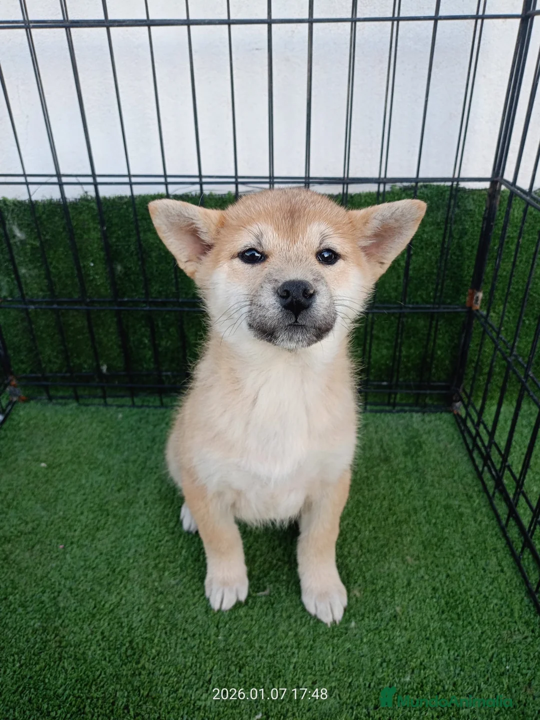 Shiba Inu perros en venta: SHIBA INU - Anuncio 1
