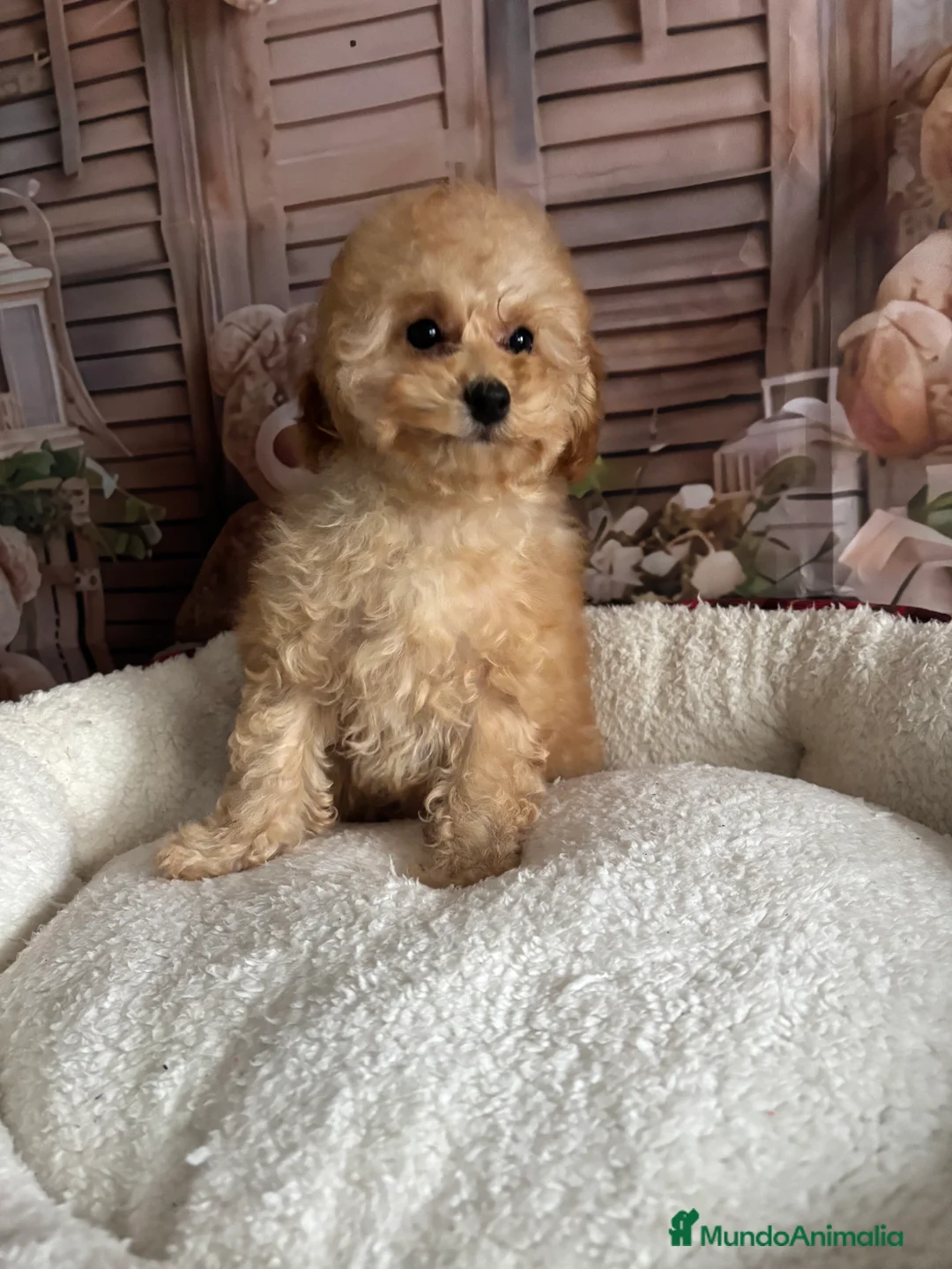 Caniche Toy perros en venta: Caniche toy apricot hembra  - Anuncio 4