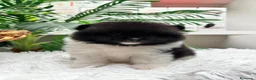 Pomerania perros en venta: POMERANIA  - Anuncio 11