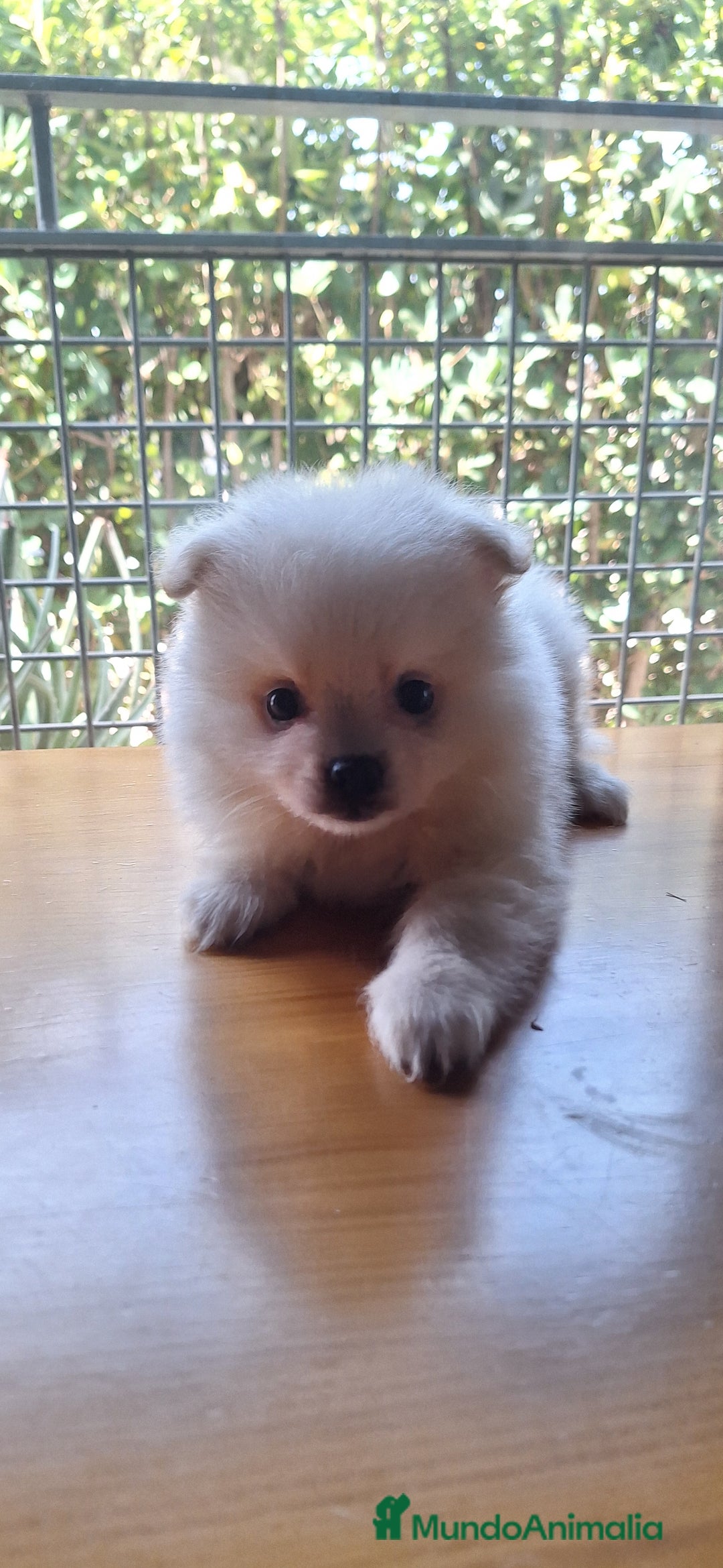 Pomerania perros en venta: Pomerania  - Imagen 2