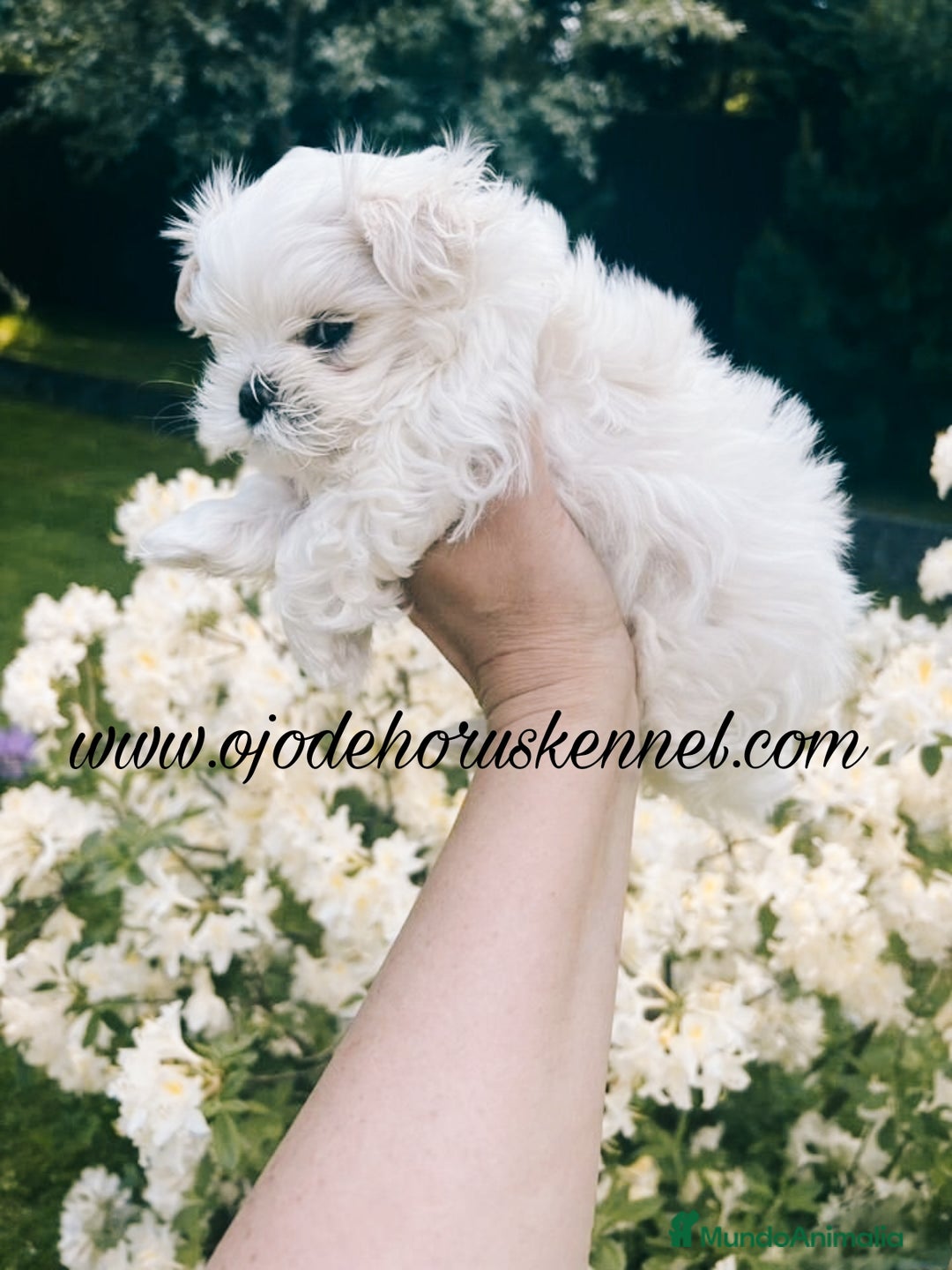 Bichón Maltés perros en venta: Bichón maltés 💯 coreano macho  - Imagen 3