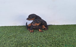 Teckel Miniatura perros en venta: TECKEL MINIATURA  - Imagen 1
