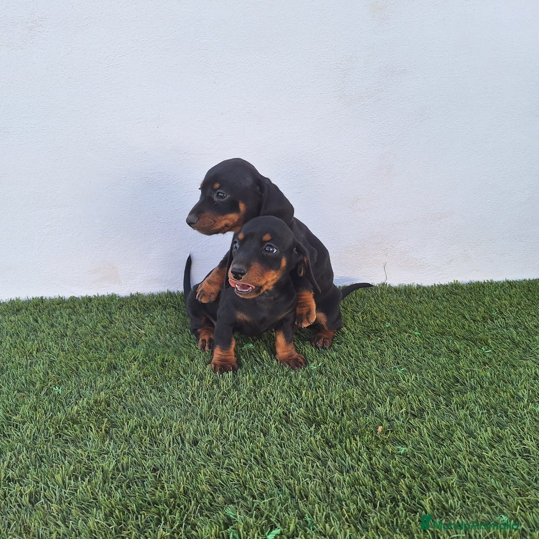Teckel Miniatura perros en venta: TECKEL MINIATURA  - Imagen 1