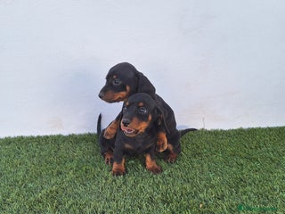 Teckel Miniatura perros - Anuncio 2