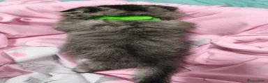 Scottish Fold 1