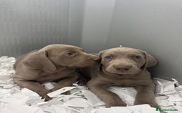 Weimaraner perros en venta: CAMADA BRACO DE WEIMAR - Imagen 4