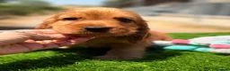 Cocker Spaniel Inglés perros en venta: Cocker inglés  - Anuncio 4