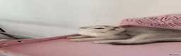 Scottish Fold gatos en venta: Scottish fold  - Anuncio 2