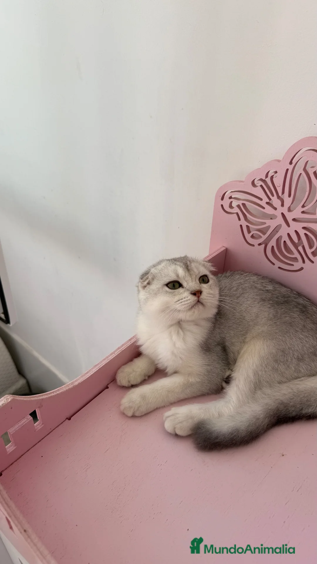 Scottish Fold gatos en venta: Scottish fold  - Anuncio 2